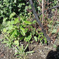 toxicodendron diversilobum